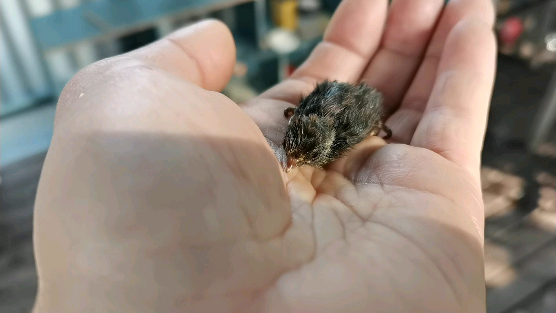 世界上最小的鸡