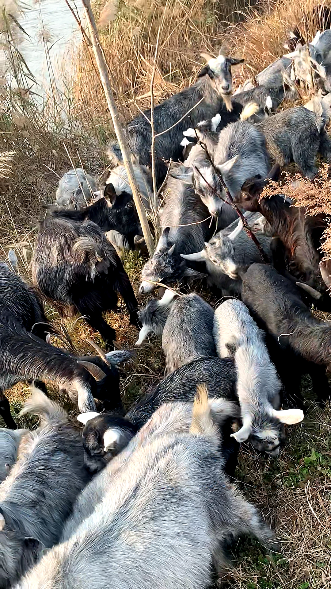 鲁西南青山羊一年两窝羔适合放养圈养