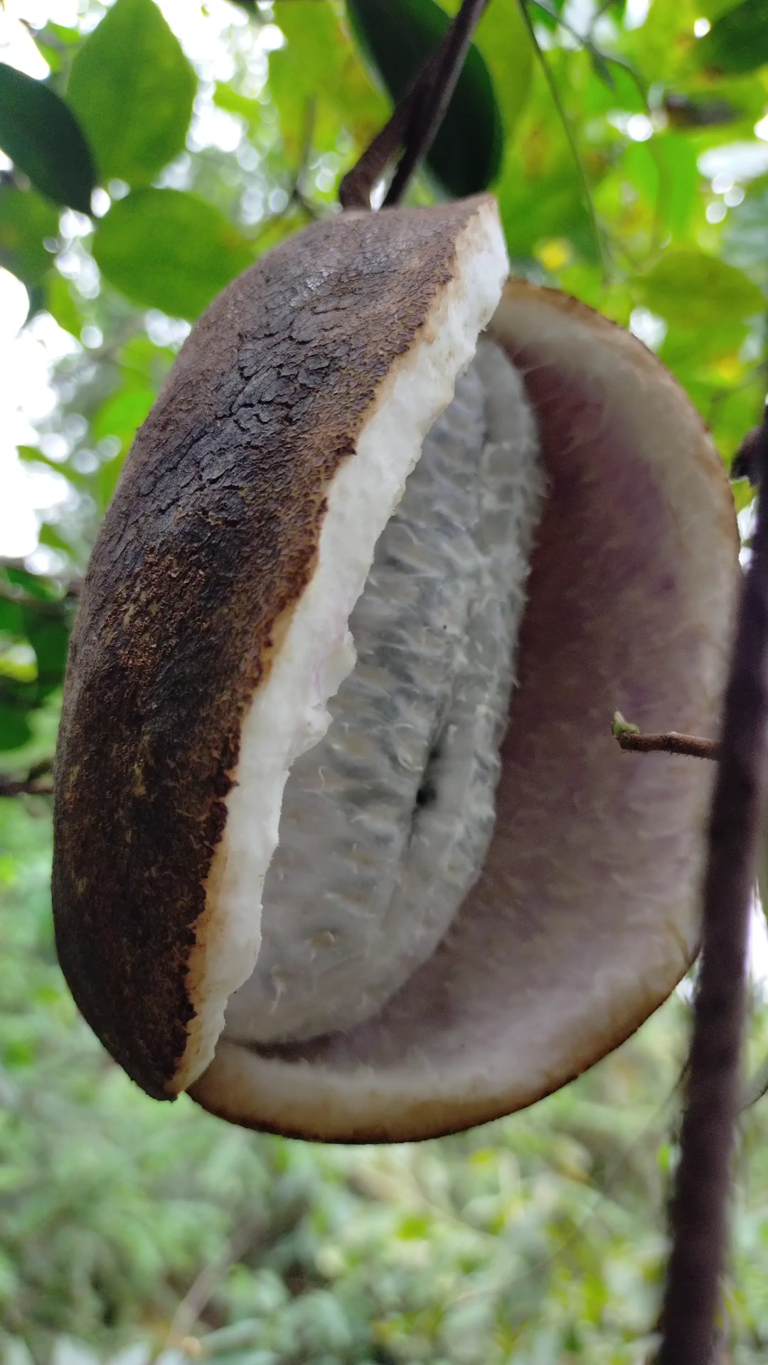 湘西"八月瓜"吃过吗?来,我送给你吃!