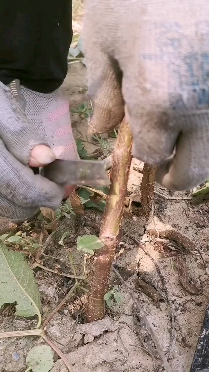 泰安开发区泽雨苗圃#樱桃树开始嫁接了