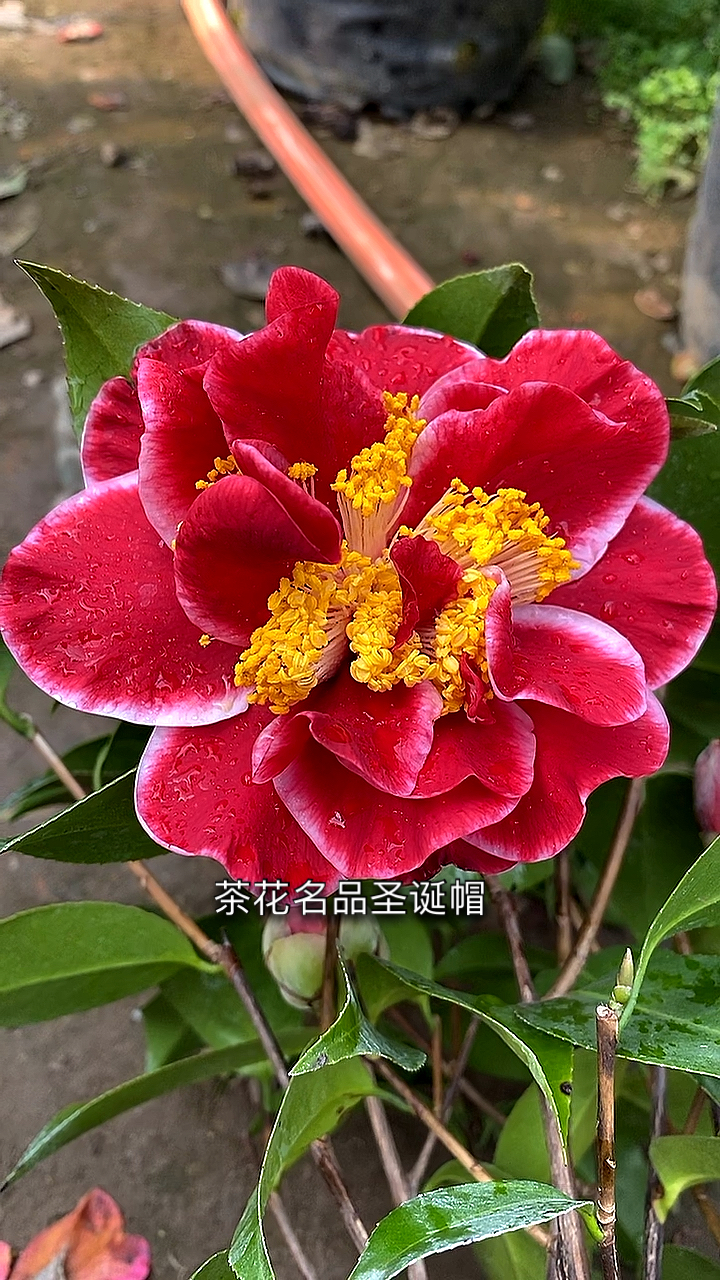 山茶花花冠类型图片