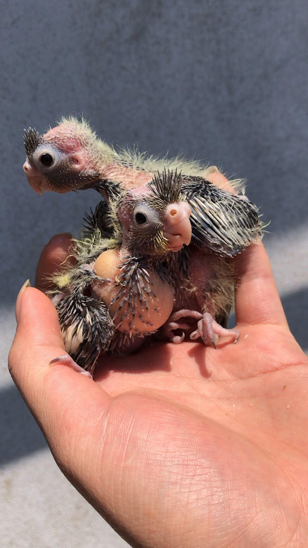 看看鹦鹉小时候是多丑