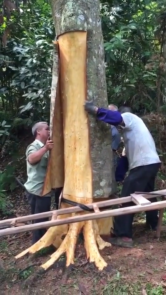 这么大的桂皮给剥掉,树还能活下去吗?