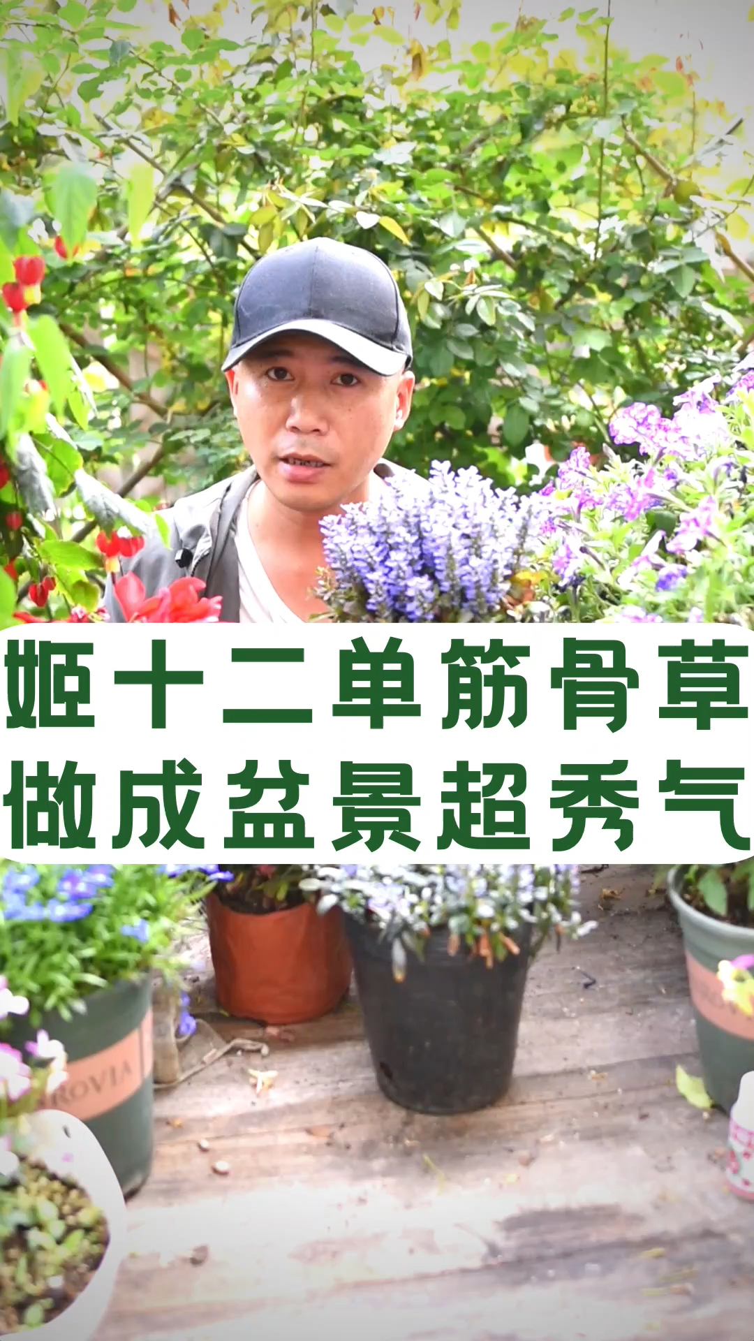 姬十二单筋骨草,花朵小巧花期长,做成盆景超秀气-度小视