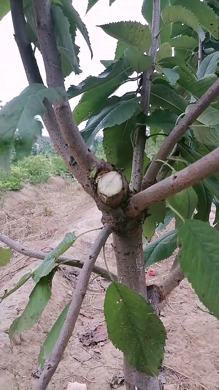 桃樹的修剪一般劃分為休眠季(冬季)修剪與生長季(夏季)修剪-度小視