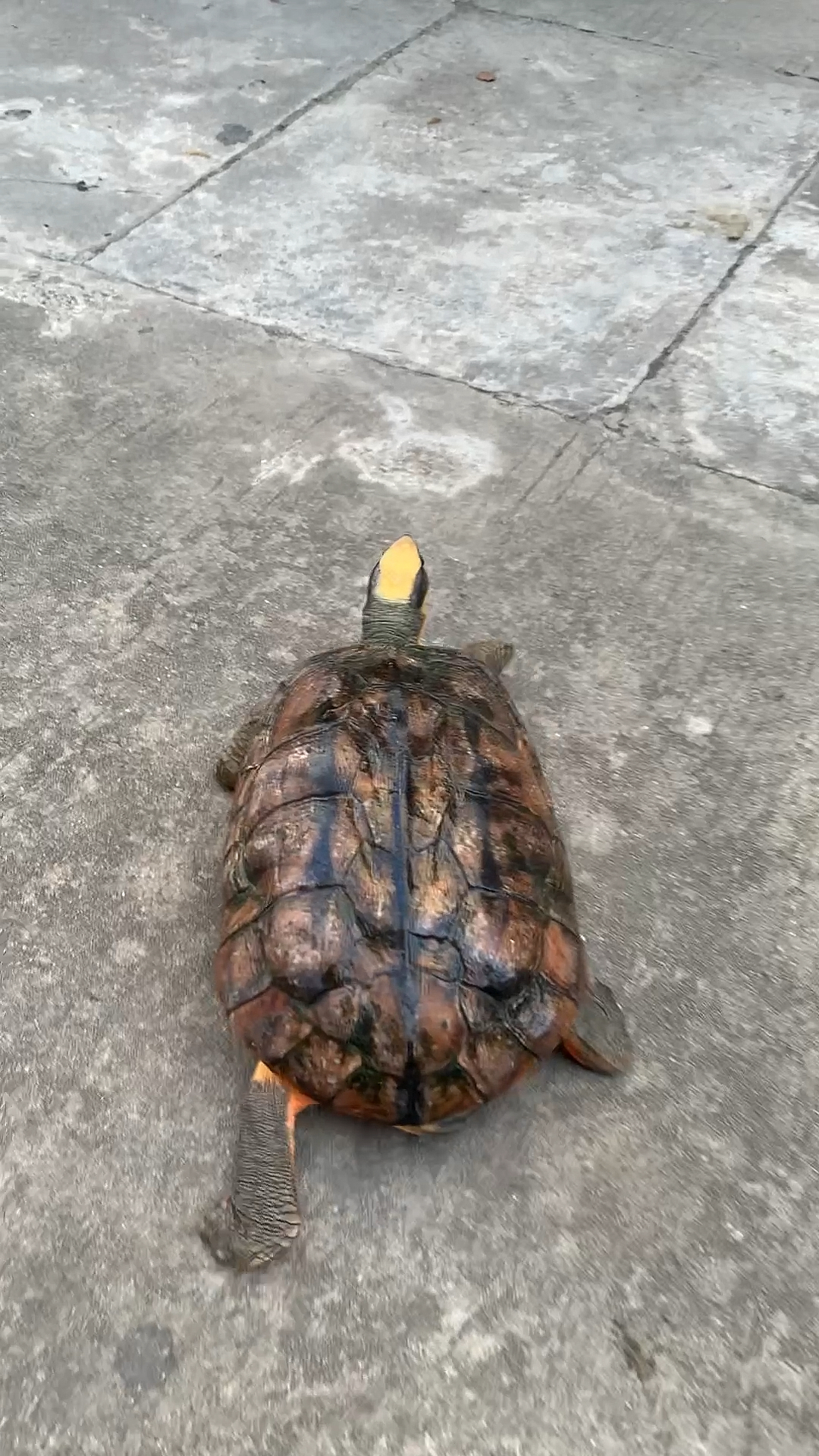 金钱龟四十几年海南金钱龟公5斤重非常罕见