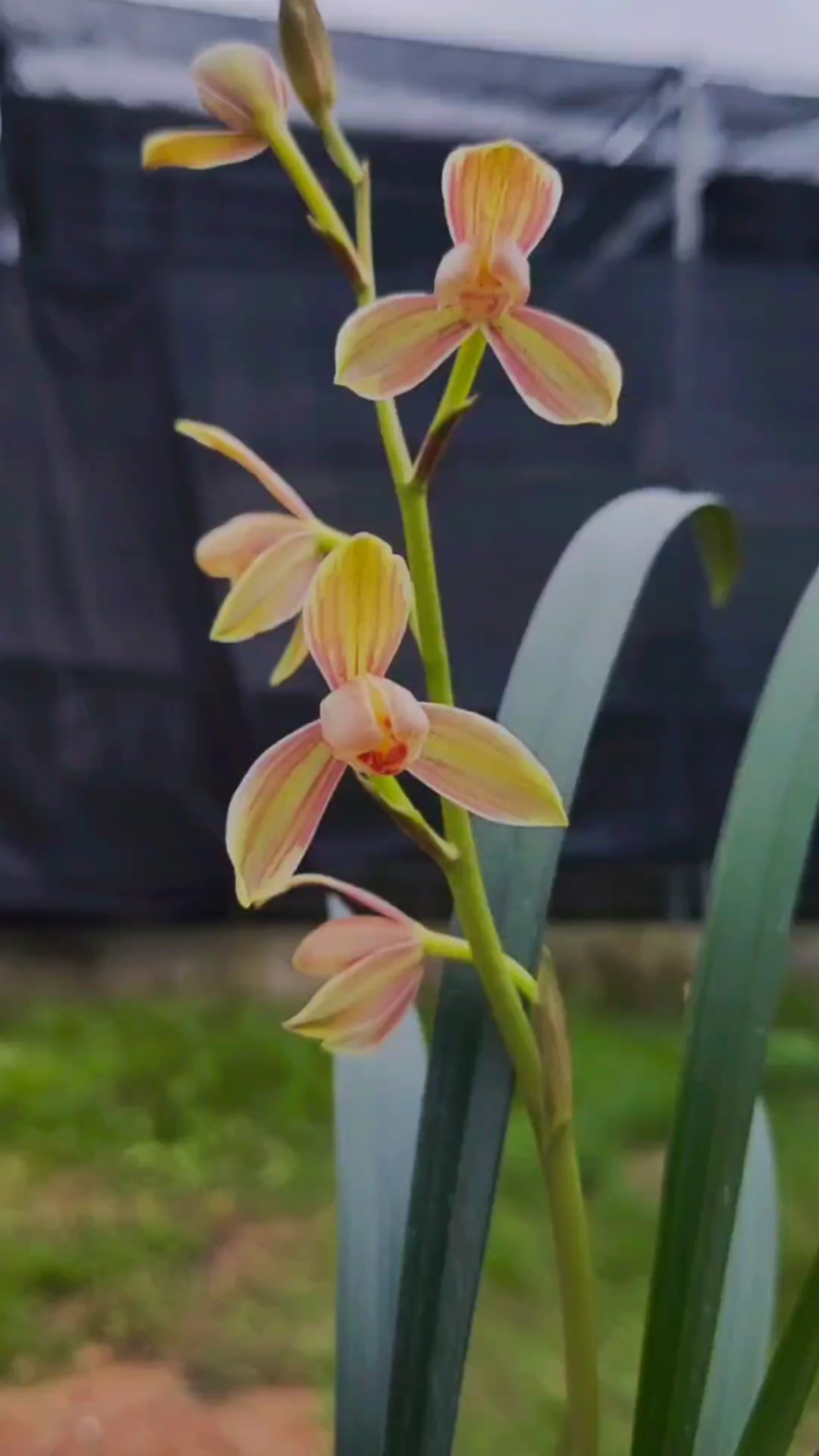 建兰老种复色花老彩仙,太香了