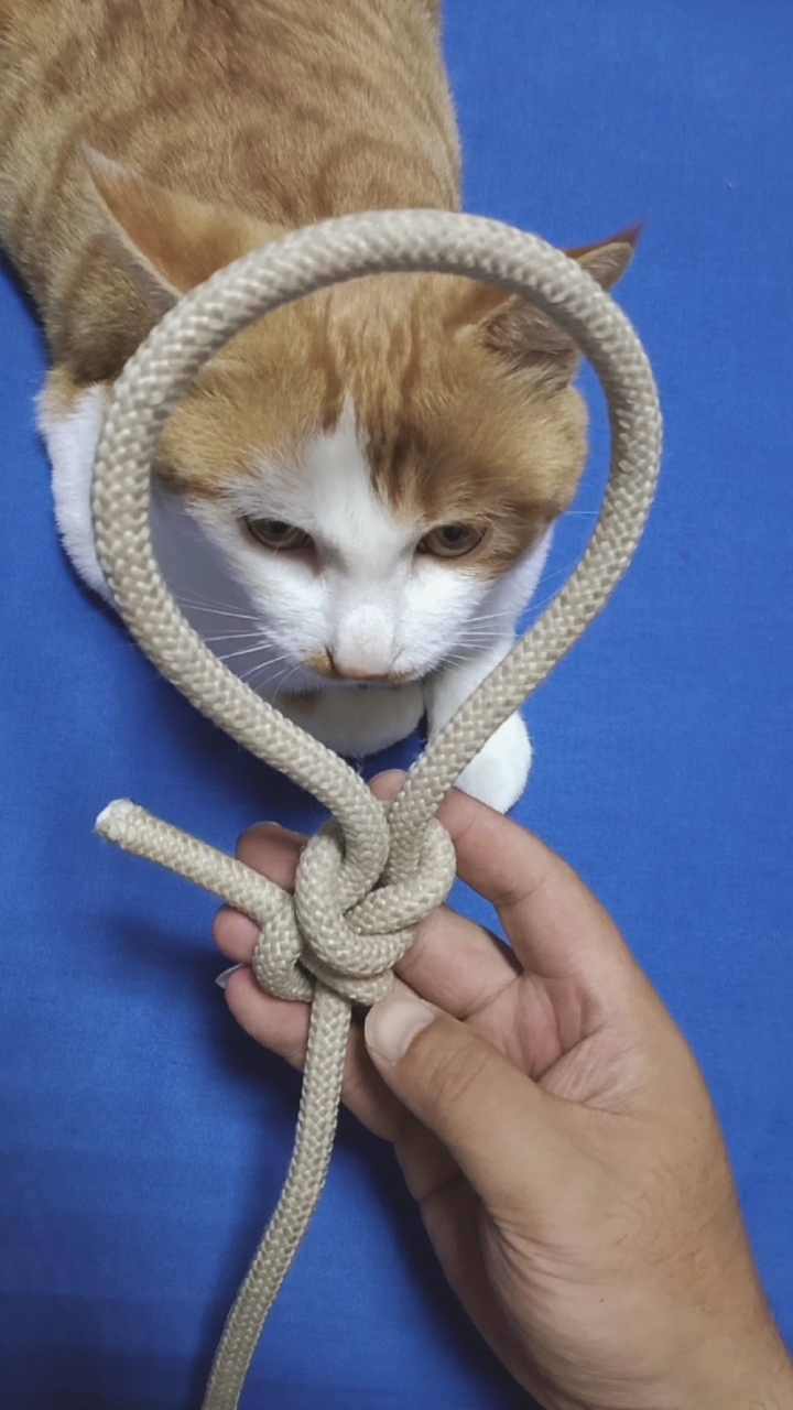 家家都能用到的宠物结!