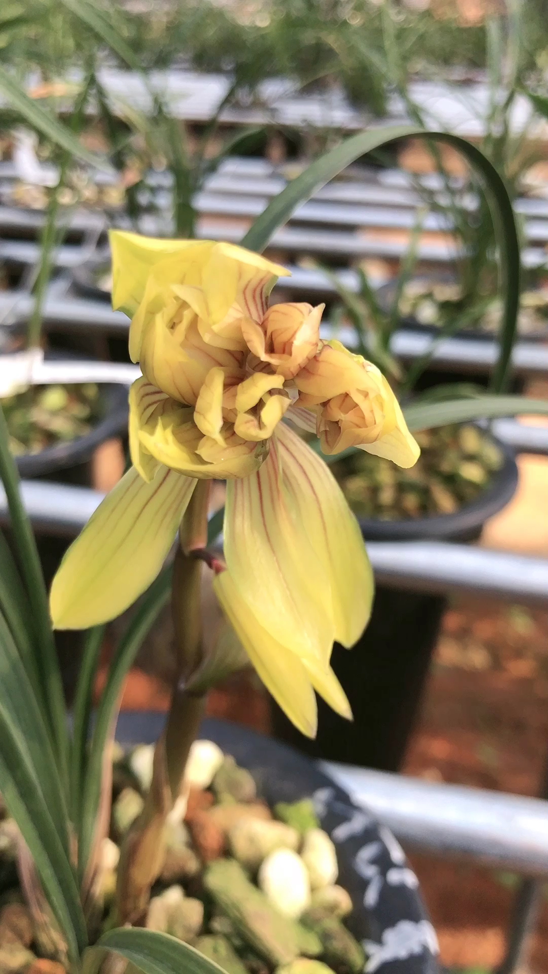 兰花#春兰黄金奇艳#花大浓香