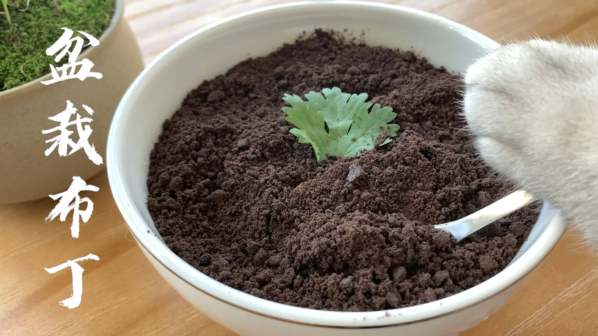 猫咪日记#可以吃的盆栽