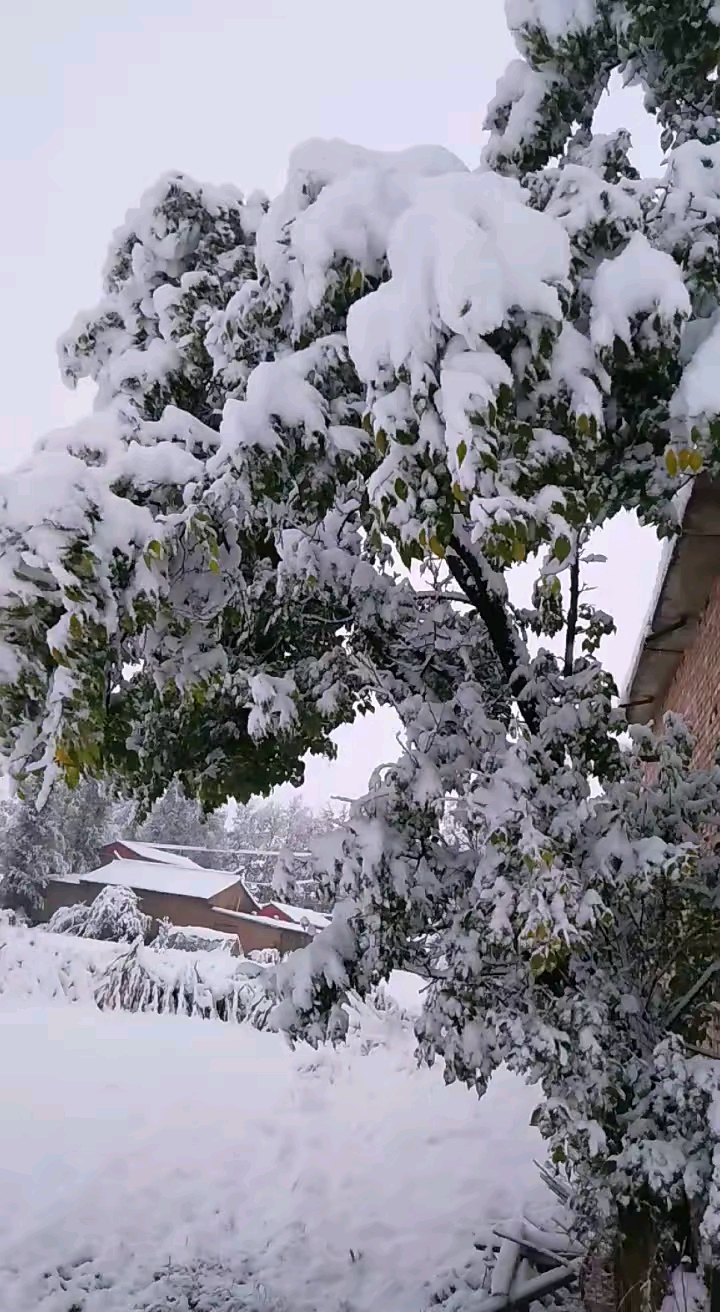 老家的雪,也是最美的雪景,有沒有跟我回老家的一起陪你看雪景打雪仗堆