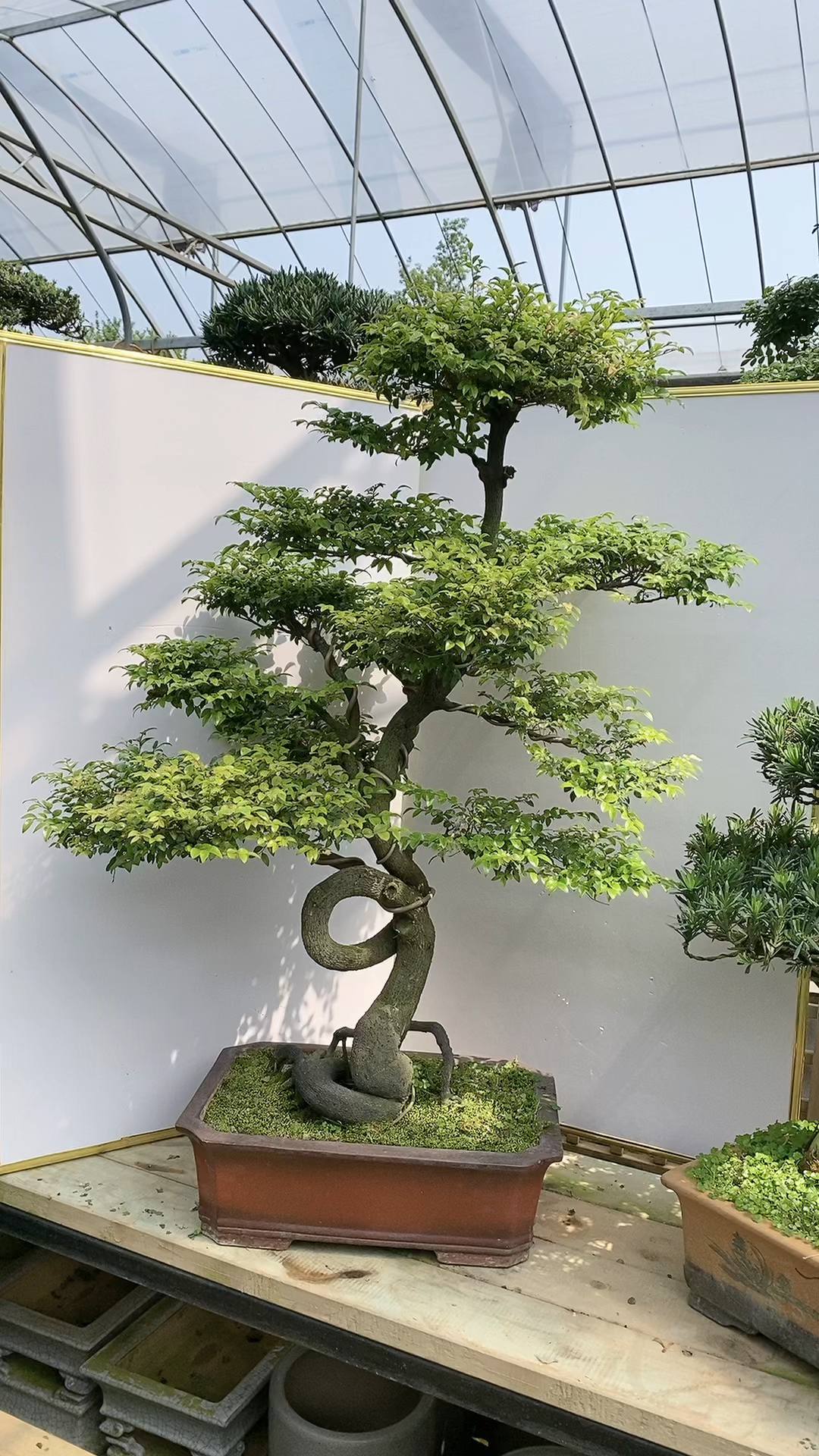 小叶紫檀,净化空气游龙造型