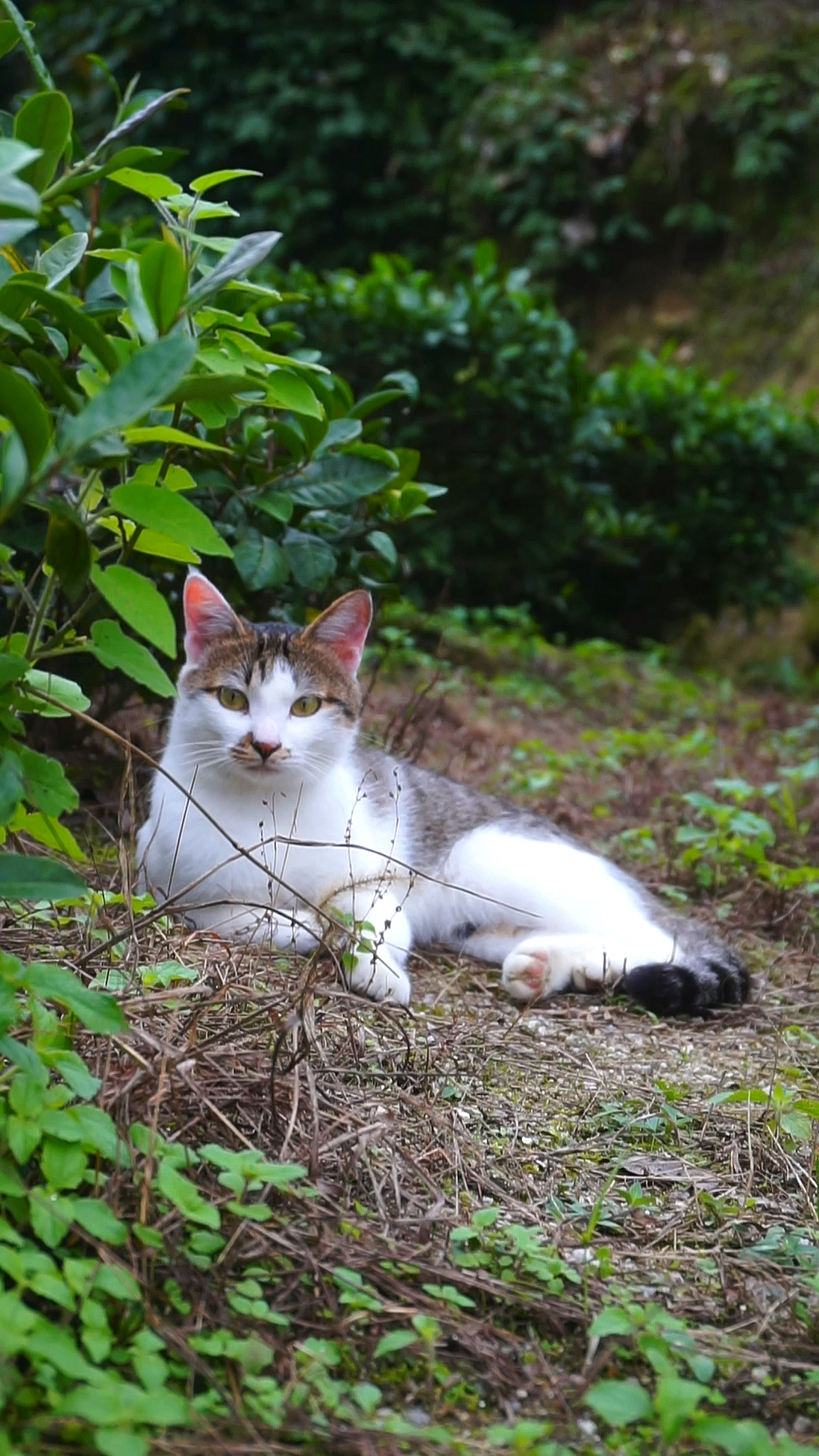 雪狸:这青椒鸭又找不到伴了呢