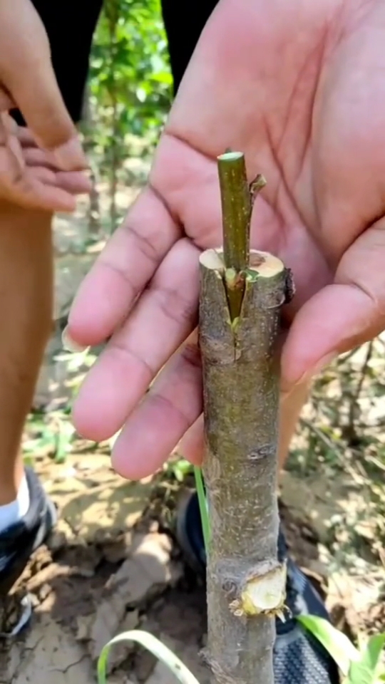 嫁接技术梨树嫁接技术分享