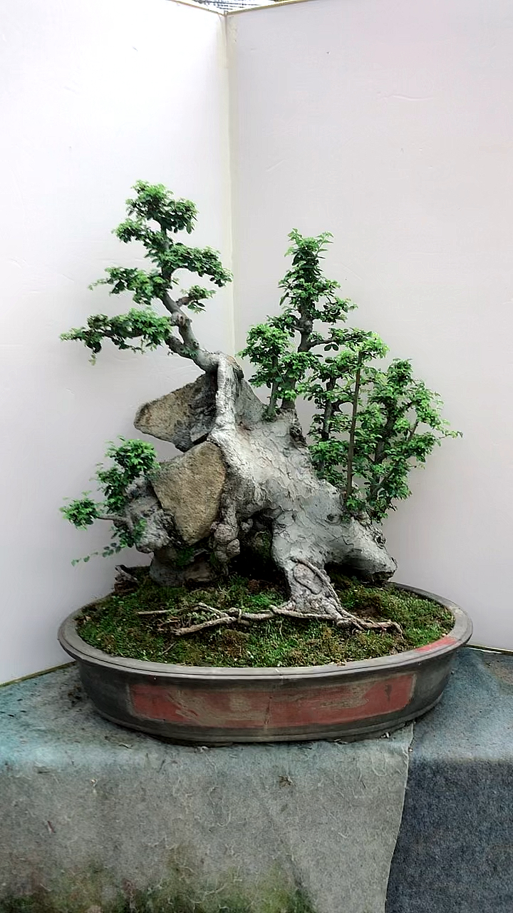 山采古桩榆树盆景