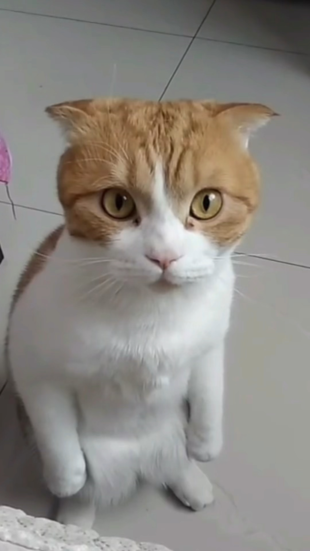 我家萌宠成精了#老吴越来越聪明了