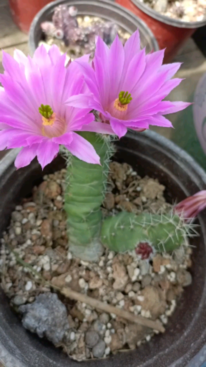 仙人球#美花角,这紫色的花还行吗?-度小视