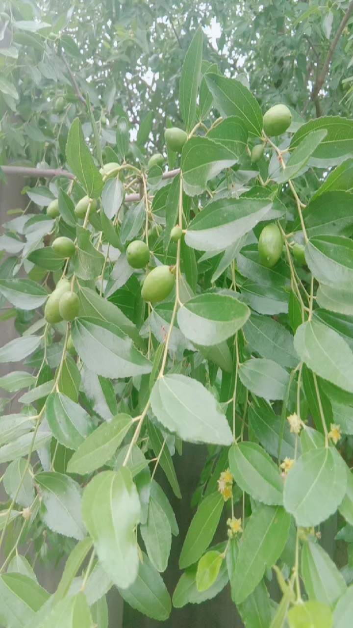 夏天就要這麼過#家鄉的小棗樹