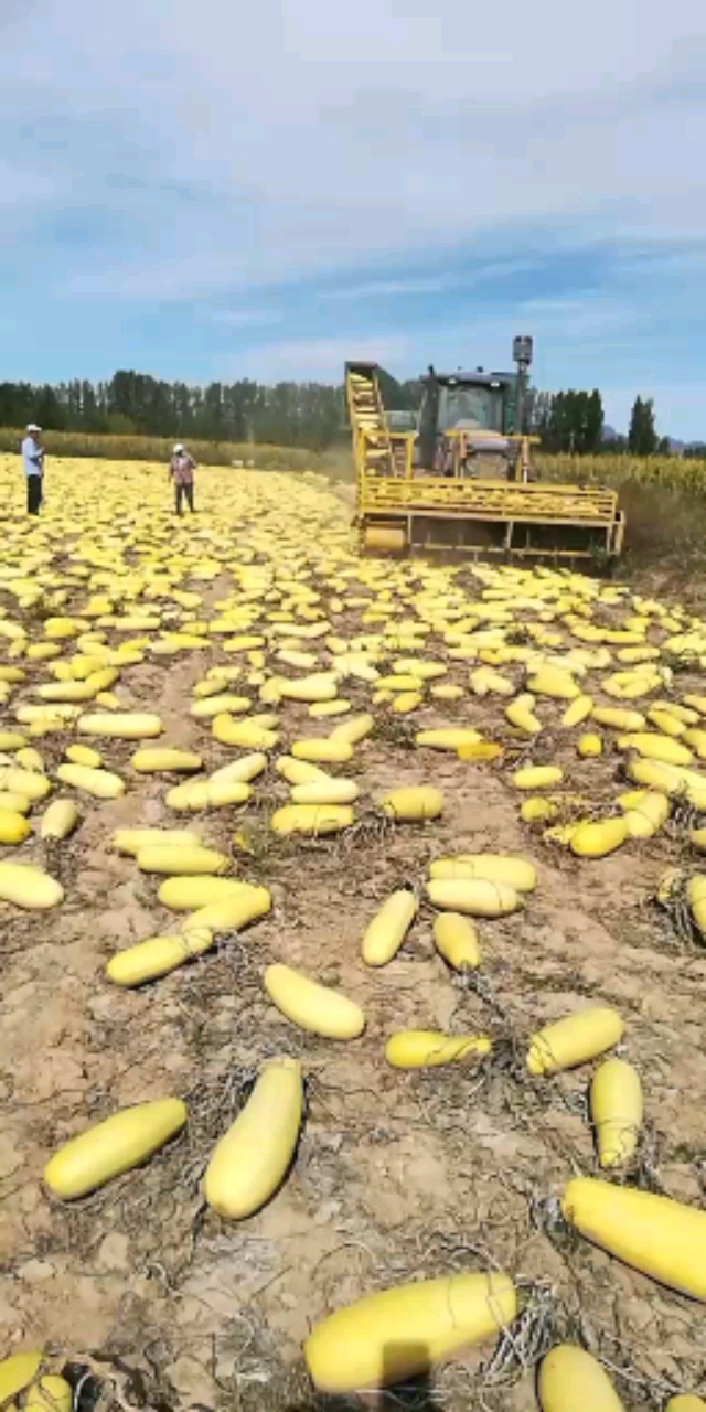 2021年最新款全自动葫芦打瓜机