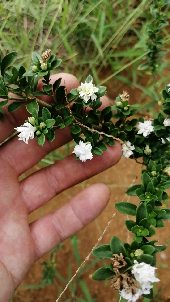 重瓣六月雪盆景素材