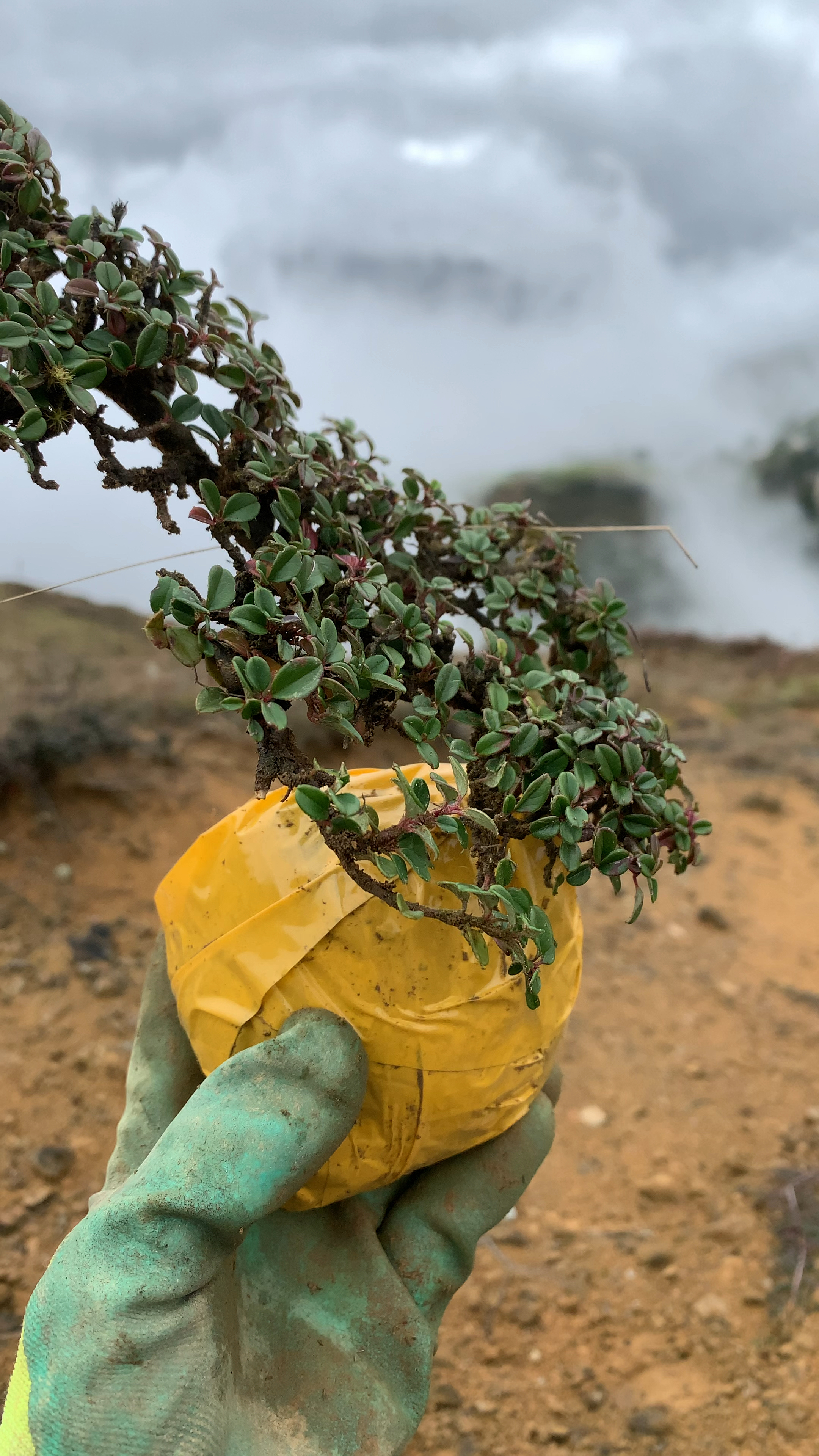 白花珍珠大果荀子