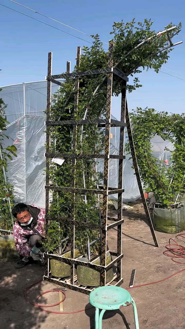 藤本月季成品拱门爱心打木架发货