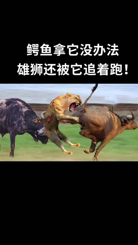 动物界弱肉强食#非州水牛躲避狮子和鳄鱼猎杀