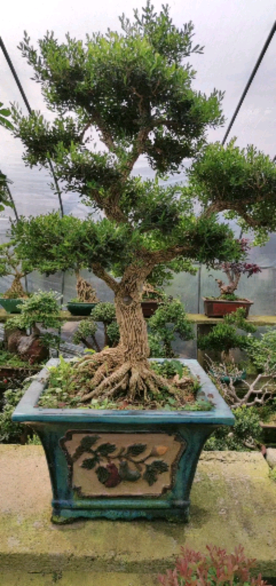 家有黄杨,子孙满堂