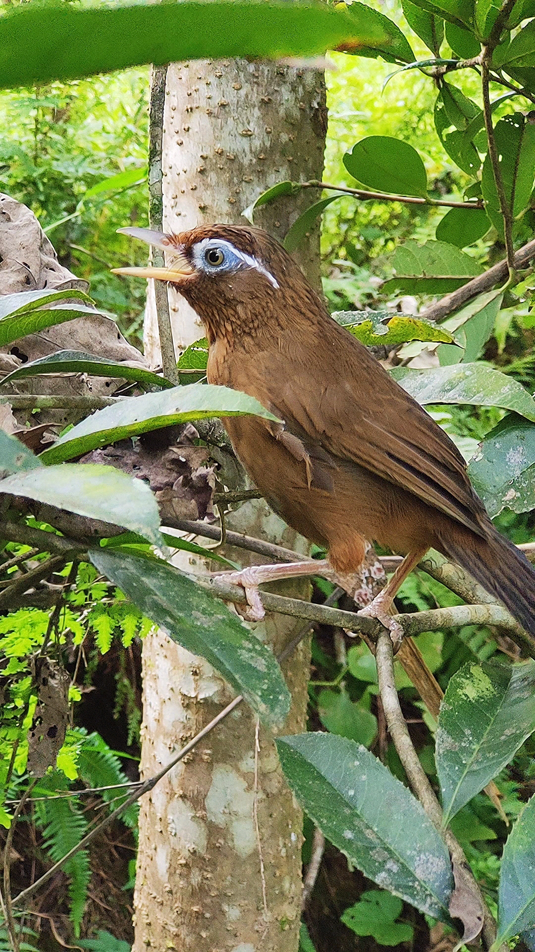 畫眉鳥畫眉鳥公母鳥合叫聲