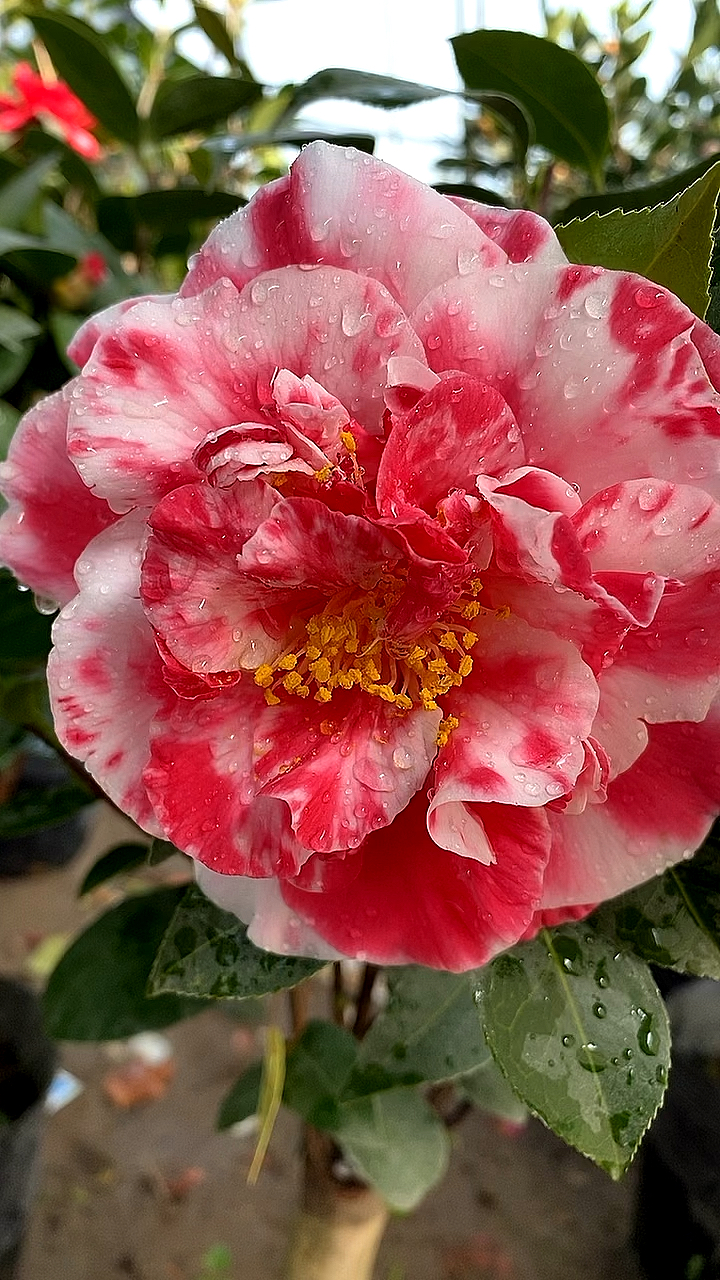 茶花名品玉天使开的太美了复色花