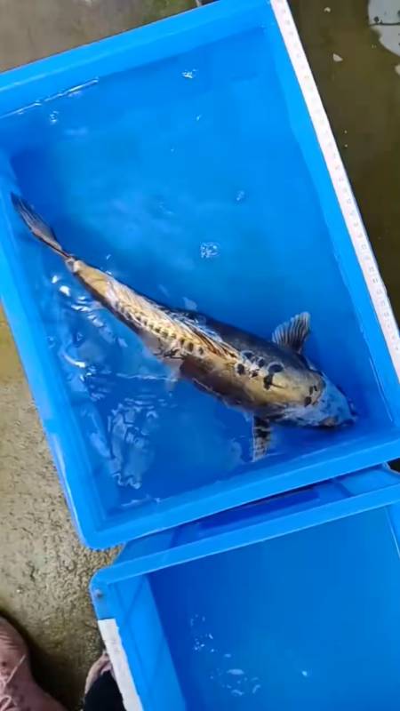 锦鲤#超美德系辉龙金属质感强烈体型好霸气有型提升档次经典大气