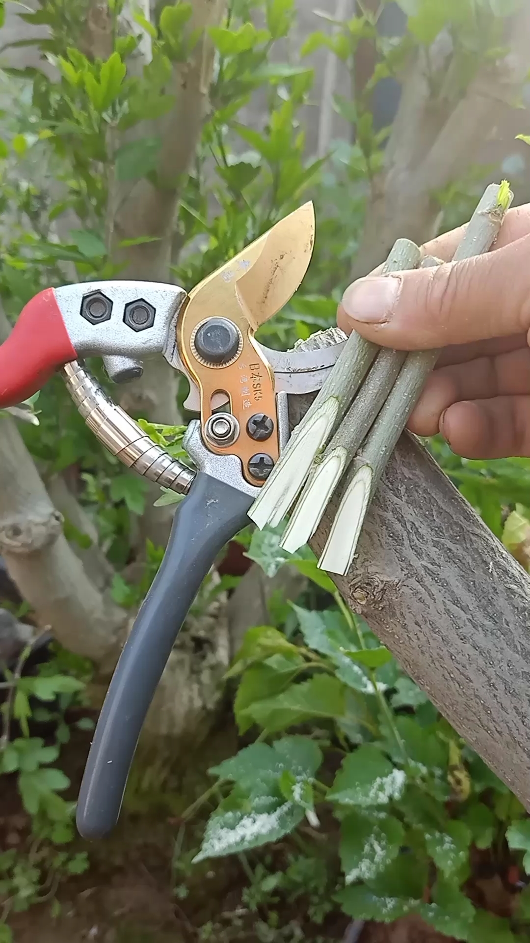 嫁接技术插皮接复色木槿技术成活率极高