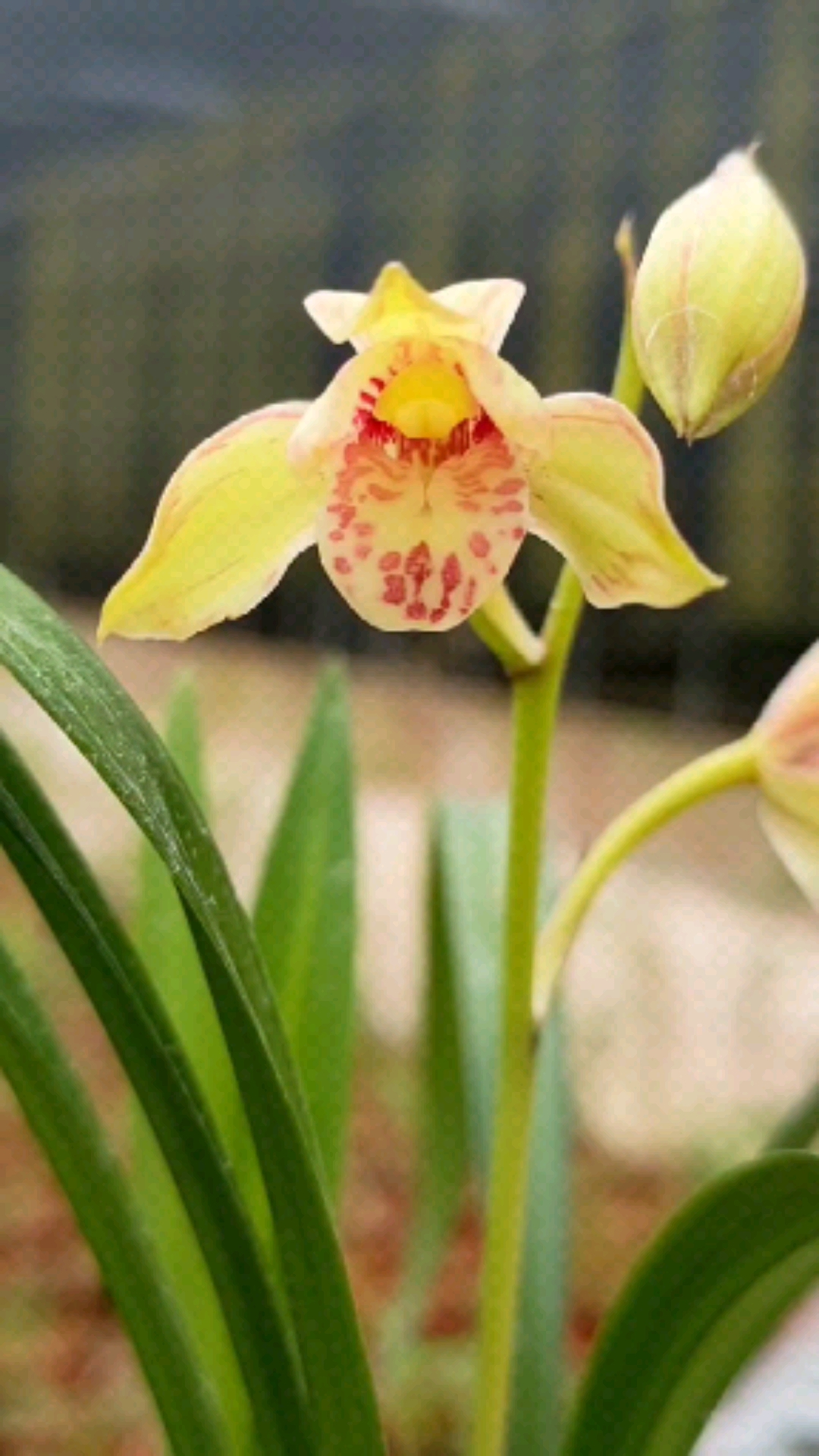 兰花建兰复色花鹤山彩荷开的太美了而且还很香