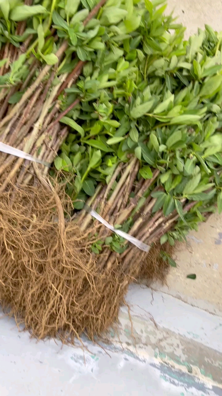 金银花苗可以移栽啦#金银花苗,河北巨鹿,巨花一号,准备发货啦