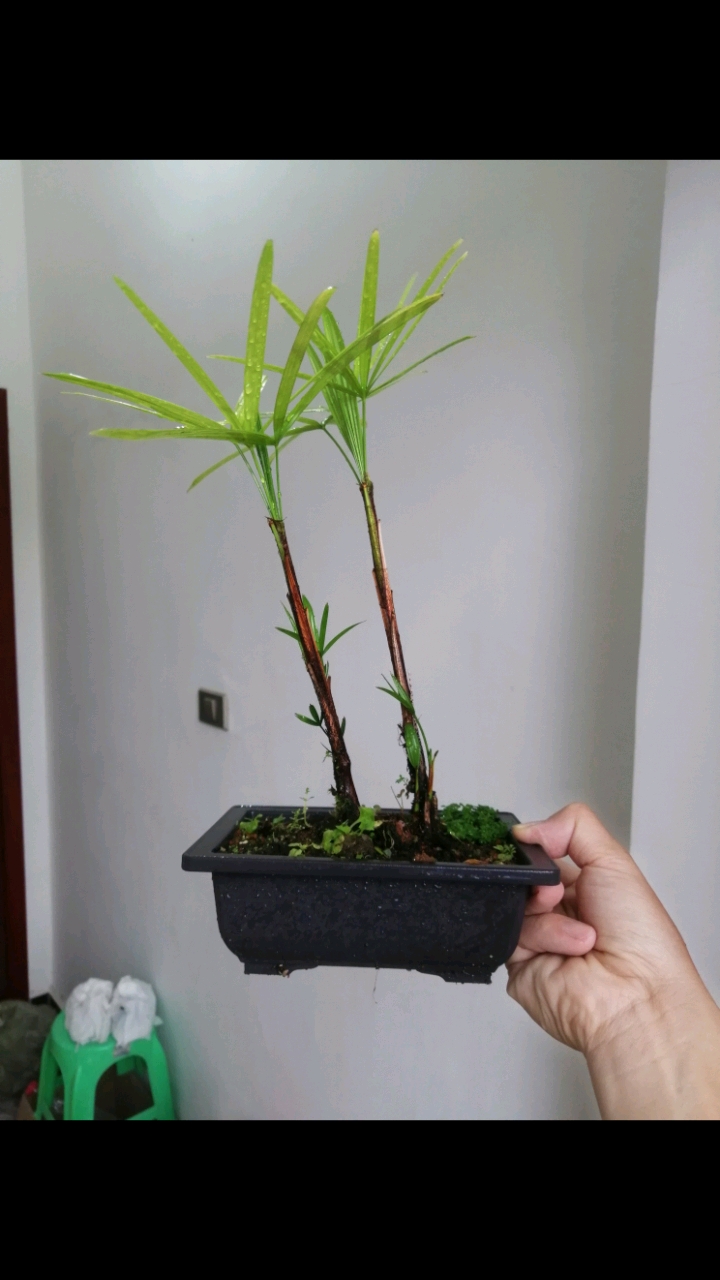 盆景#小叶袖珍矮棕竹