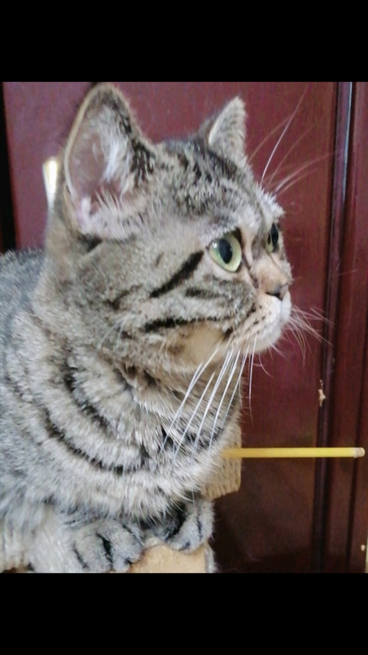 镜头下的猫咪#肉肉大眼睛小凹脸真像姥姥虎妞.