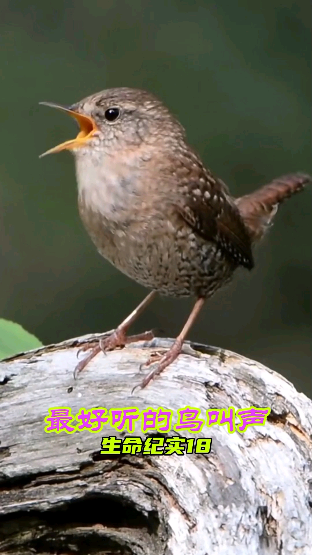 愤怒的小鸟#生命纪实18,冬鹪鹩的叫声好听的感觉耳朵怀孕了.-度小视