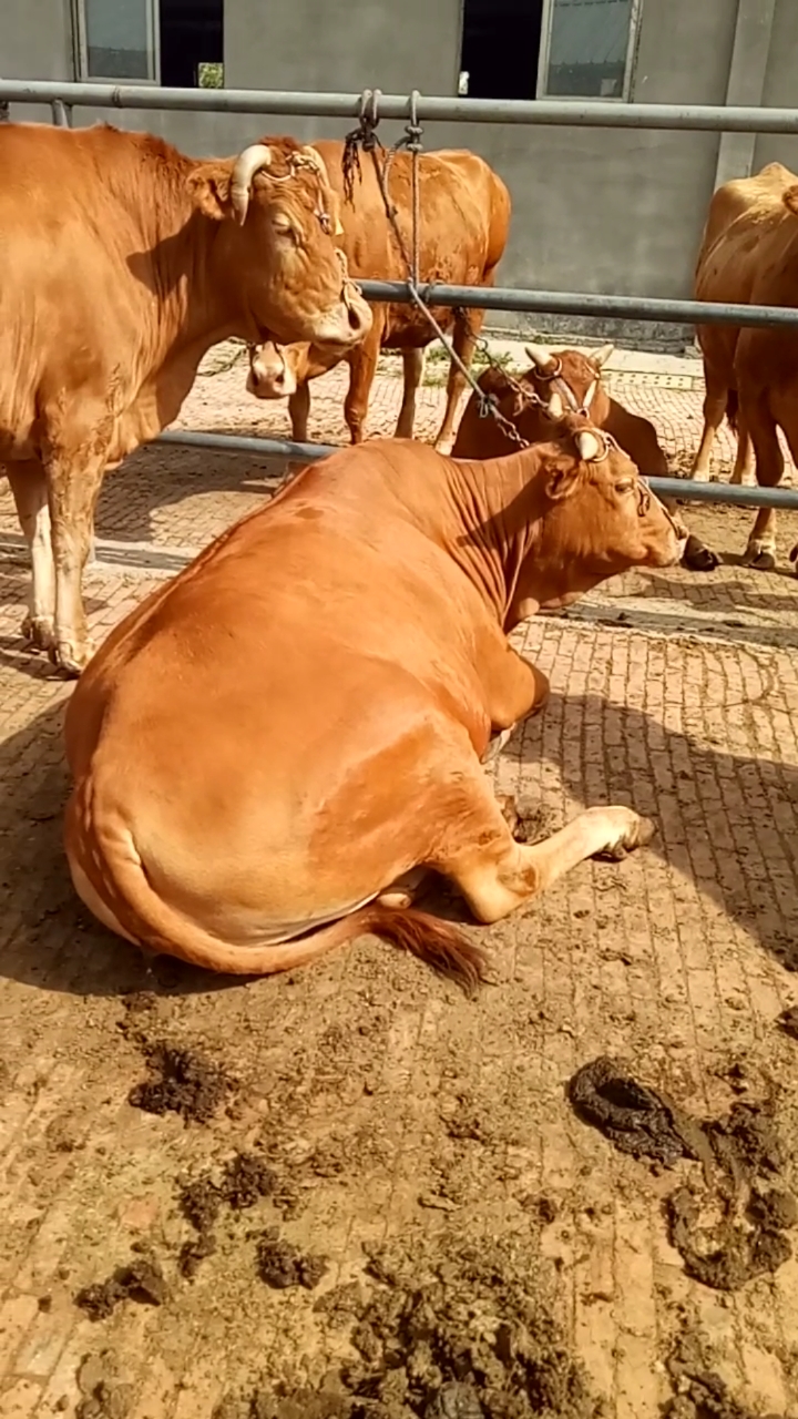 鲁西黄牛繁殖母牛鲁西黄牛原产地鲁西黄牛育肥牛犊