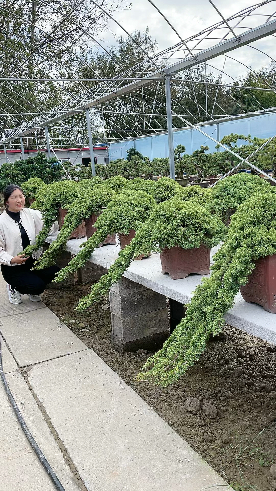 新西兰珍珠柏盆景