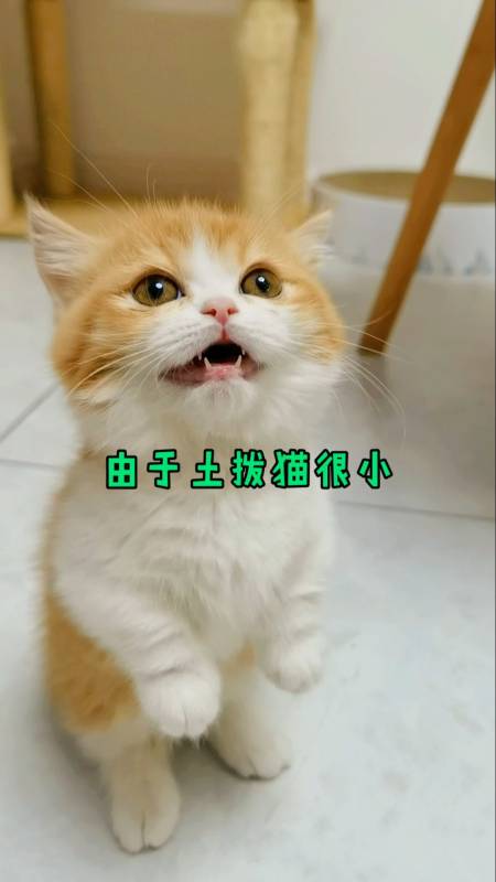 猫咪日记#身价一万几千的土拨猫失踪了-全民小视频