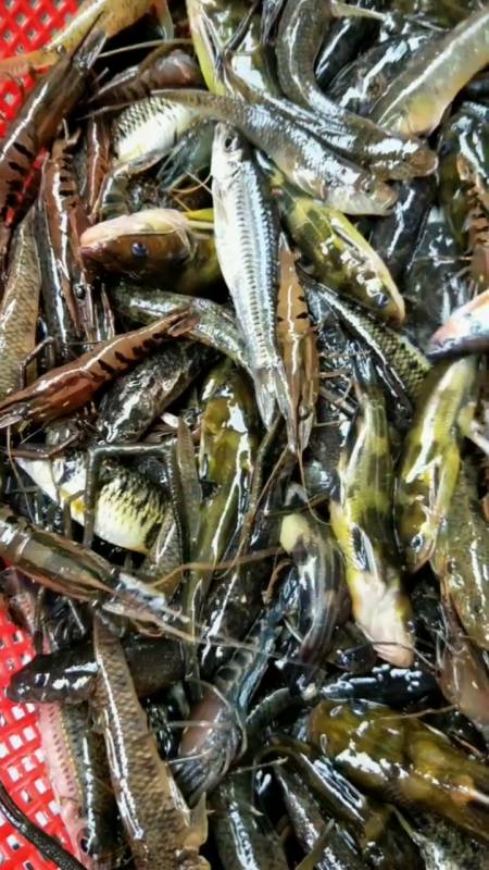 这样的杂鱼杂虾以前小河里常见,如今成了多少70,80后的回忆