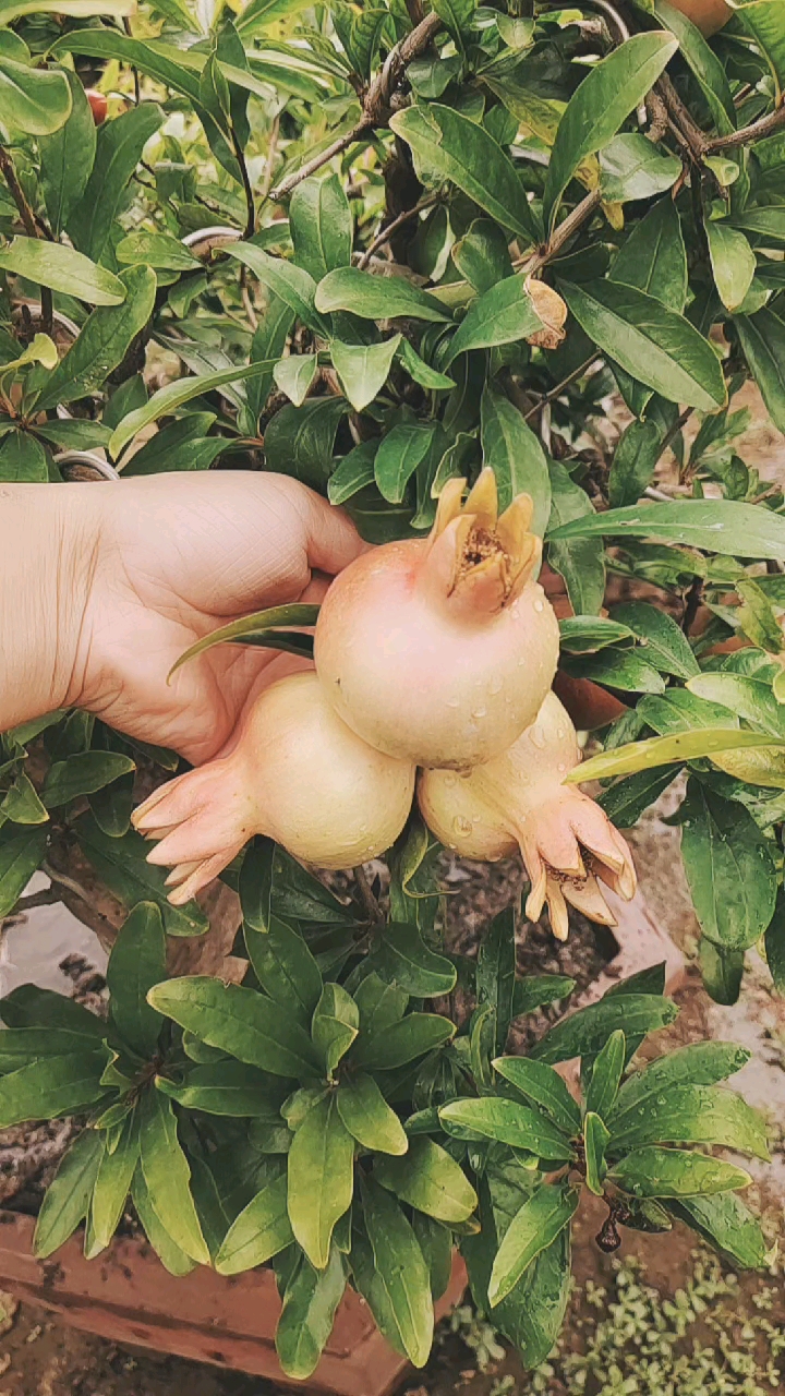 石榴姐#大马牙石榴果