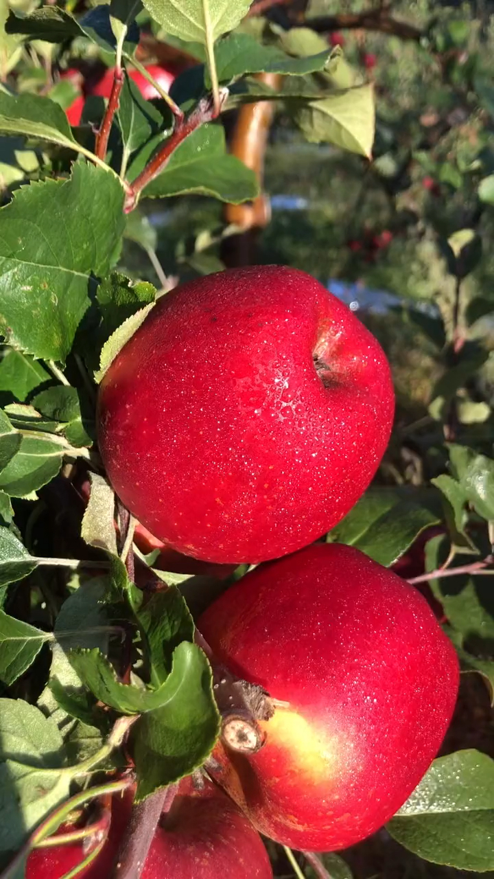 不一样的人生#快来看看这个红彤彤的果子是什么,听说它很甜,里面有