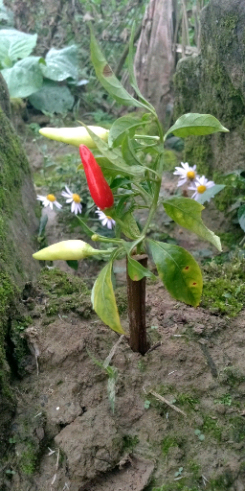 三农多年生辣椒嫁接技术分享