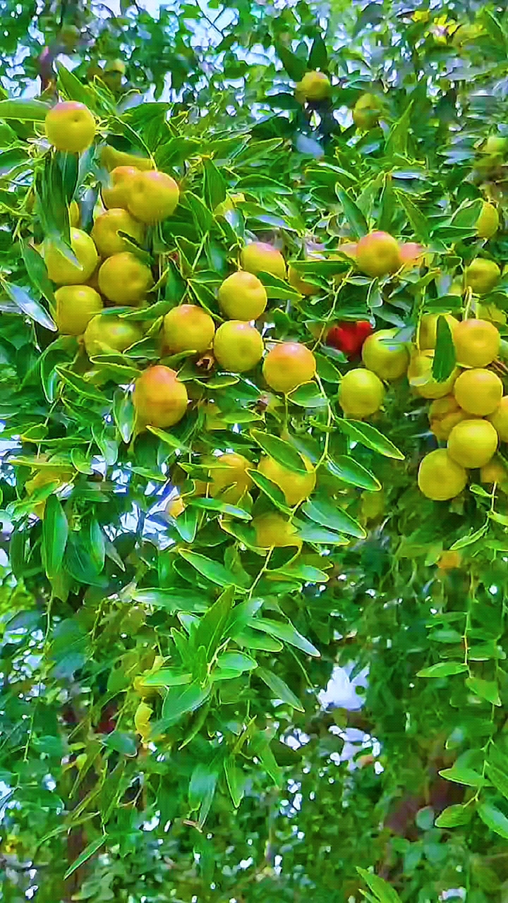 家乡的红枣树唯美图片图片