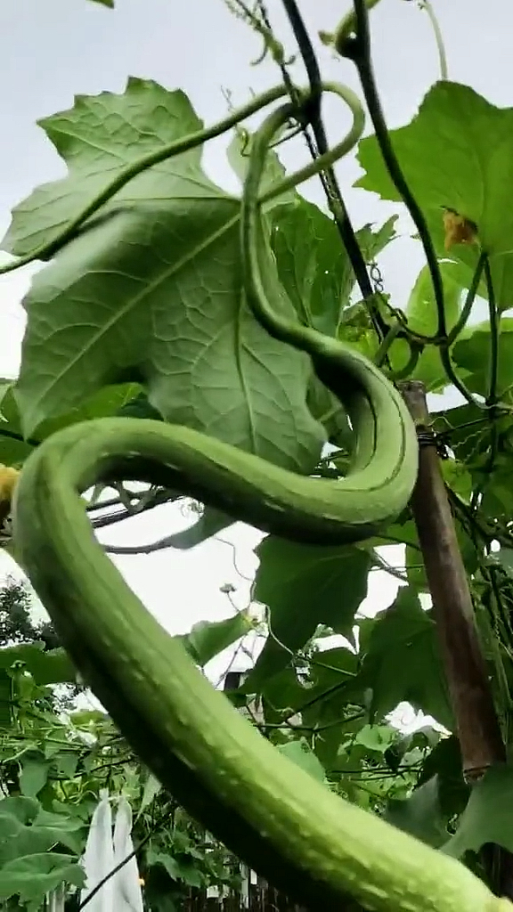 音为有你#这条蛇形#丝瓜能否拉直?我们拭目以待