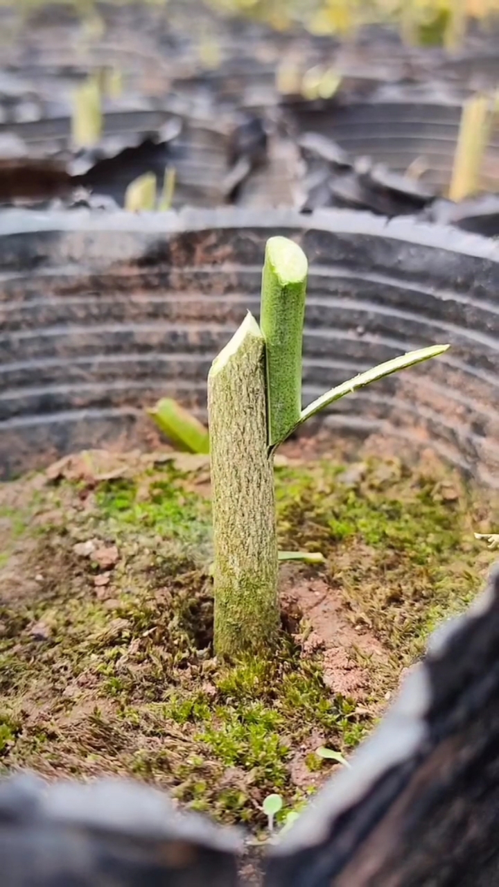 嫁接技术桔子树嫁接技巧分享