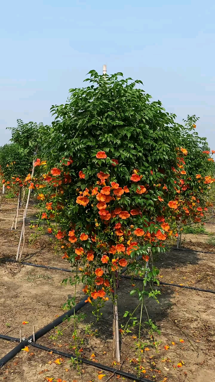 爬藤凌霄花,耐寒耐旱南北方都可以栽植,花开整个夏天