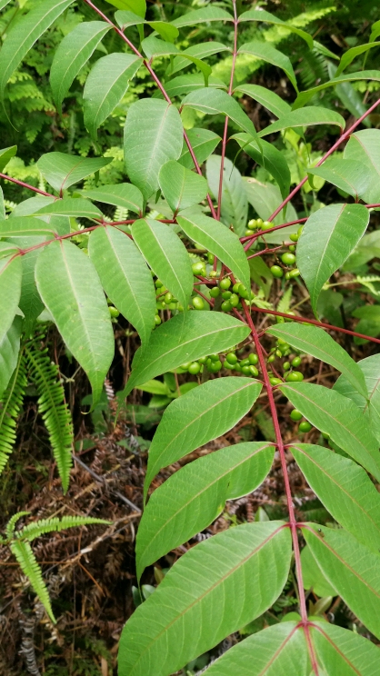 生漆树,以前的一种经济树种!