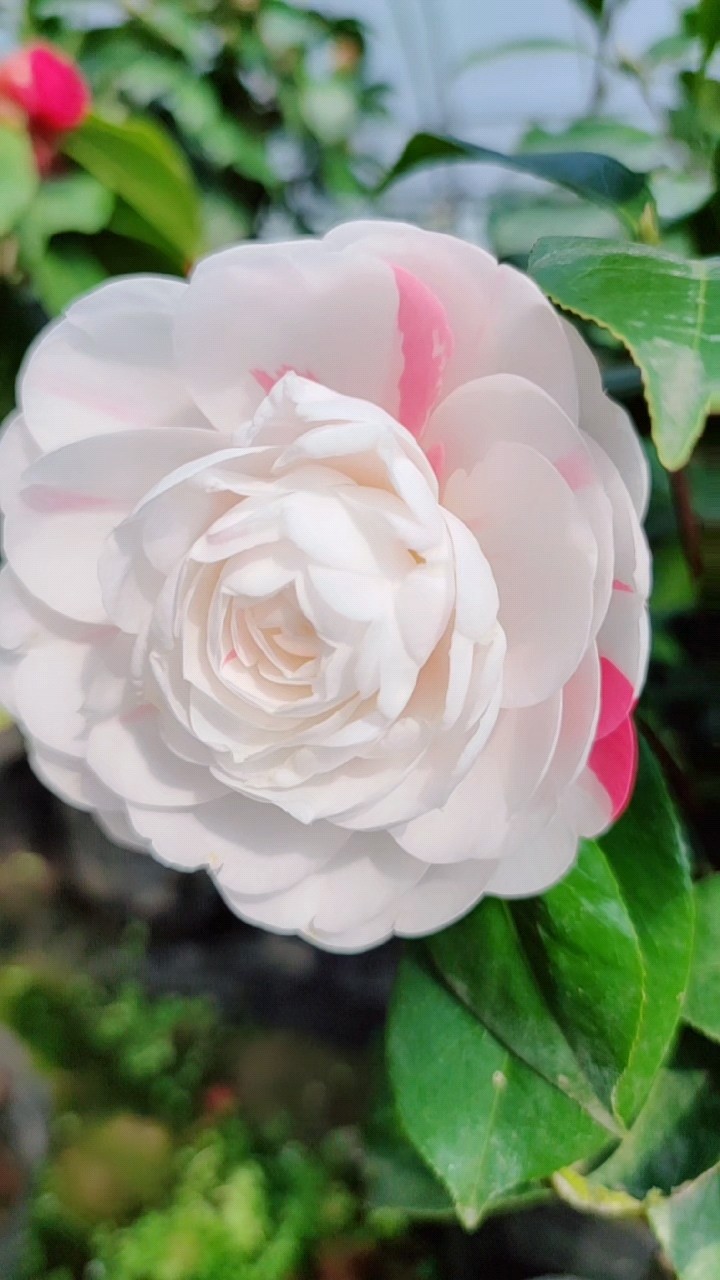 茶花#茶花白乔伊也太美了吧